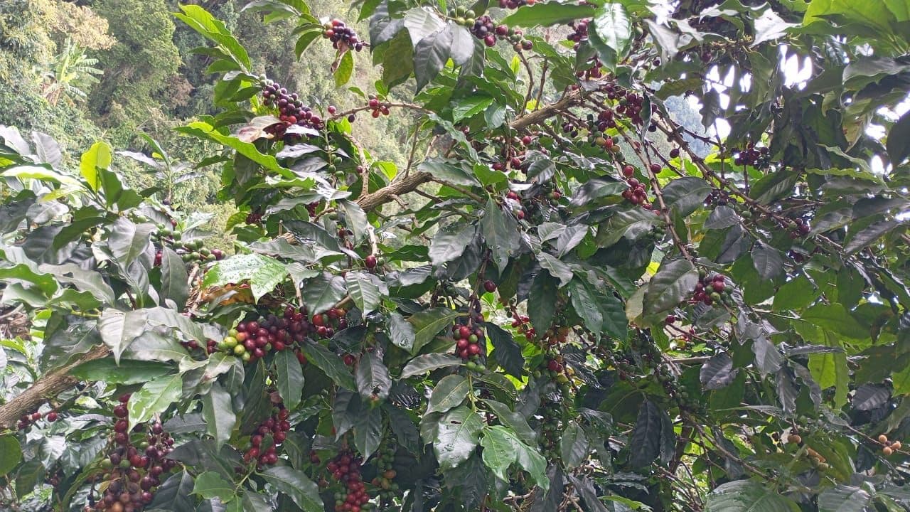 Cafetos cargados de fruto con las montañas del Huila al fondo