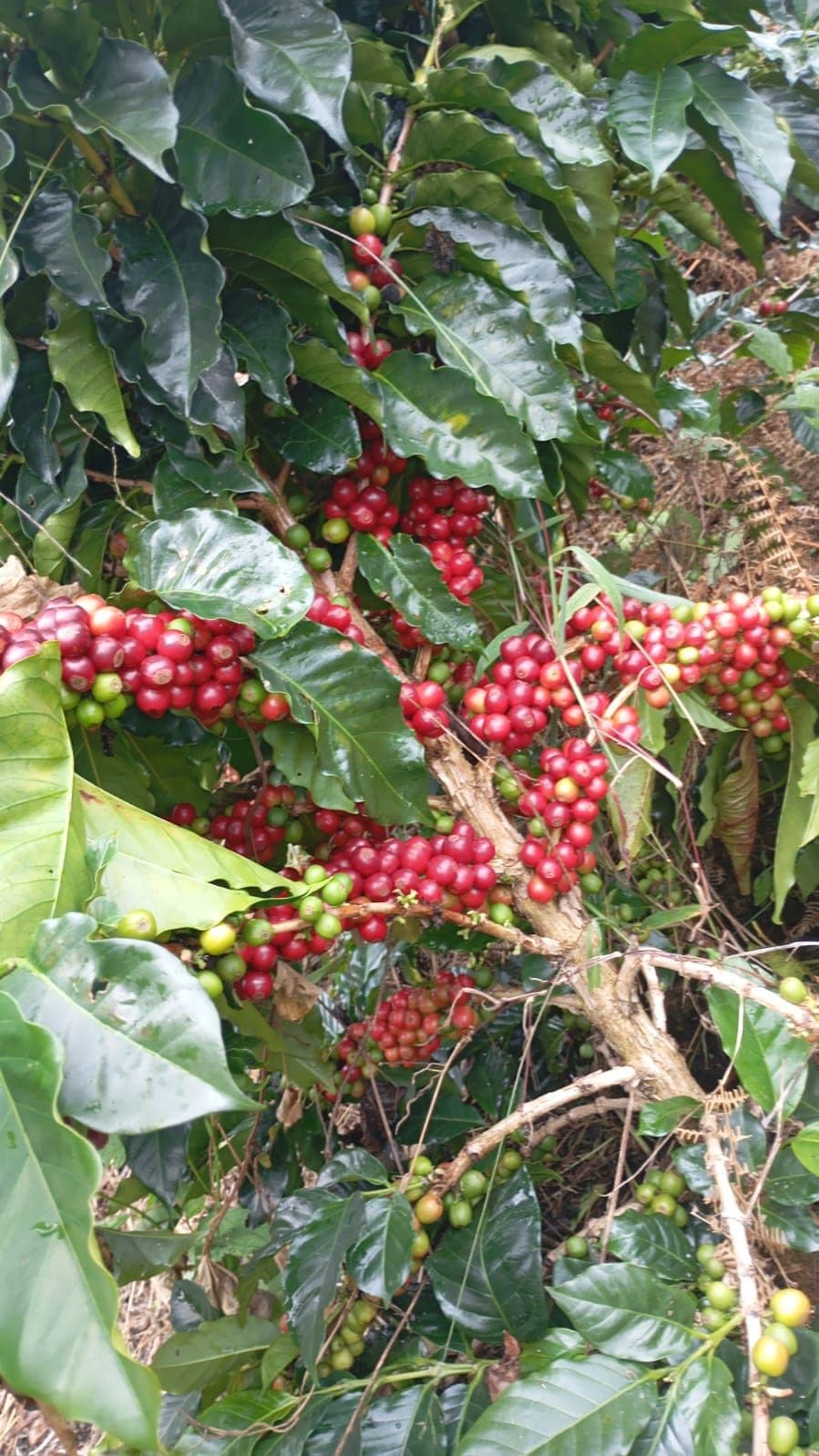 Cerezas de café rojas madurando en las ramas del cafetal de ValenTo Coffee
