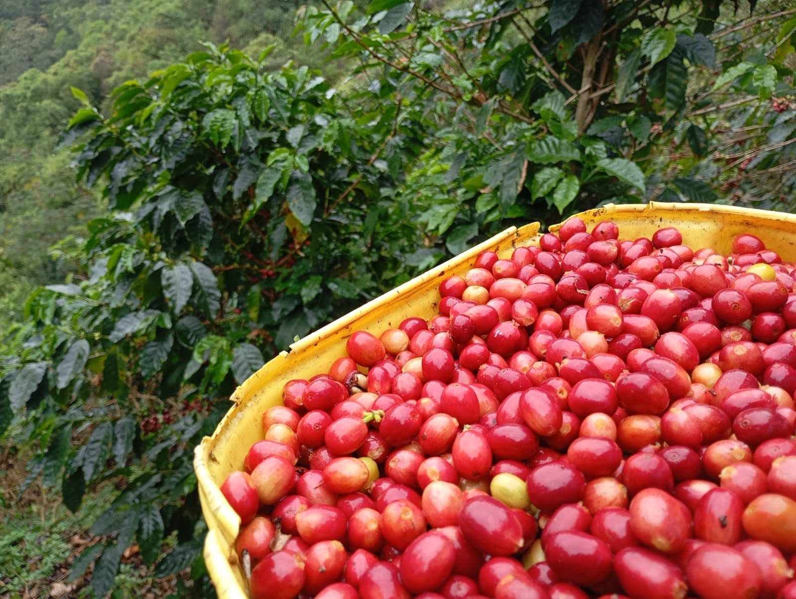 Canasta llena de cerezas de café rojas recién seleccionadas en el cafetal
