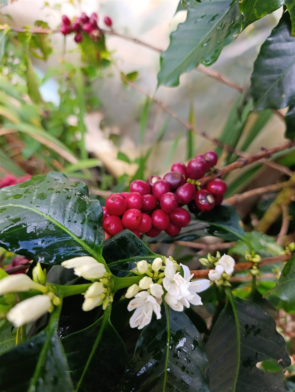 Rama de café con cerezas rojas maduras y flores blancas de café cubiertas de rocío
