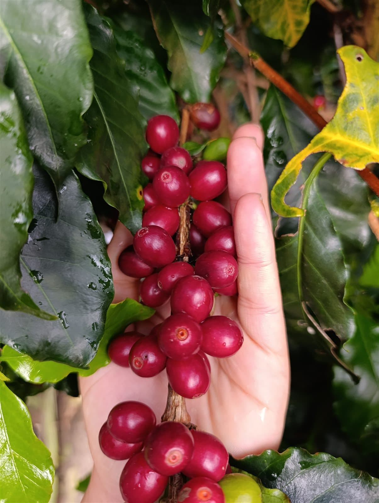 Mano sosteniendo un racimo de cerezas de café maduras recién recolectadas en la finca familiar