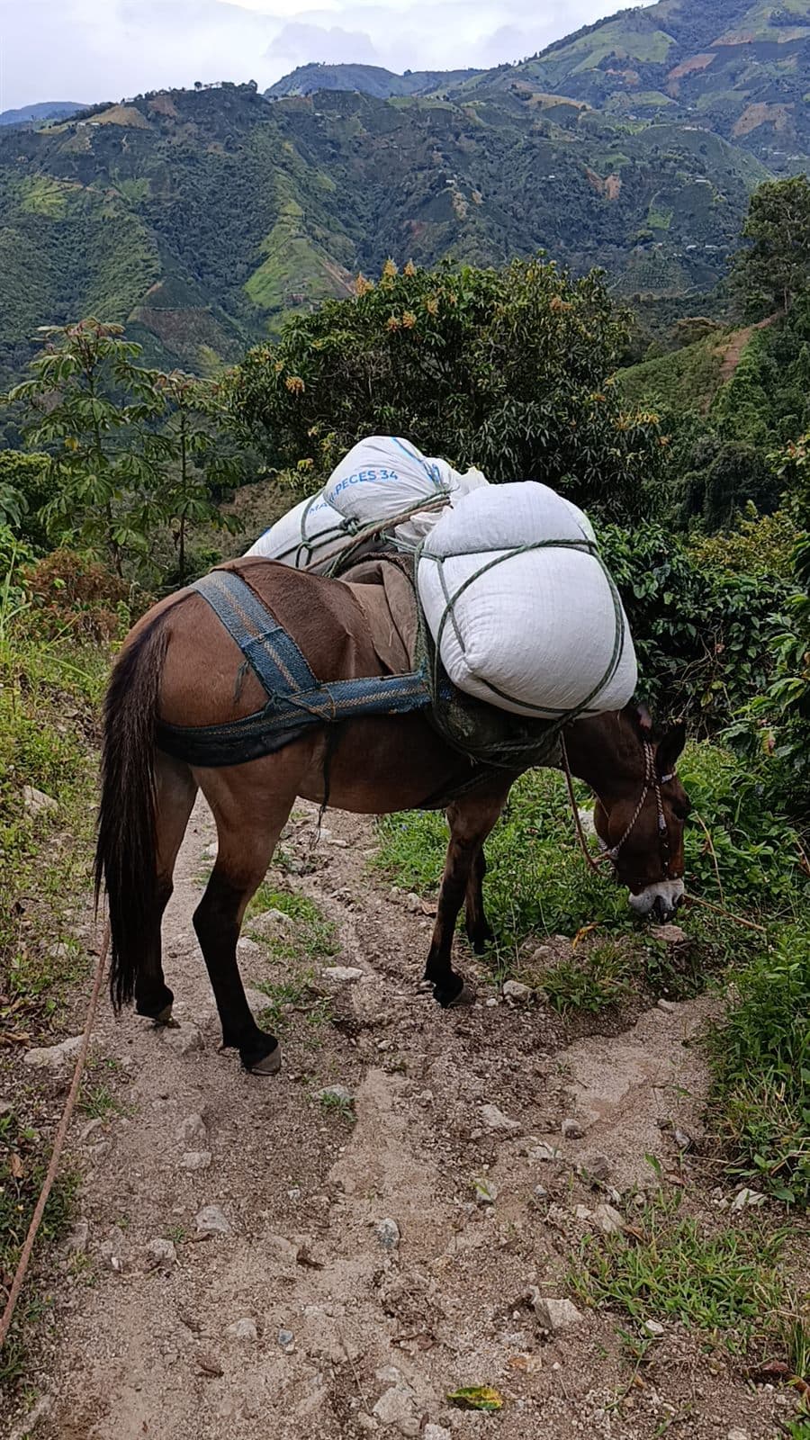 Mula cargada con sacos de café descendiendo por un sendero de montaña con el valle del Huila al fondo