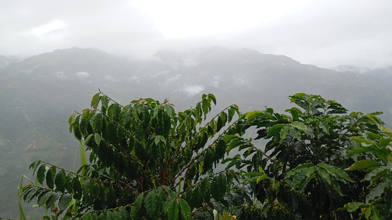 Cafeto con cerezas verdes en la niebla, en las montañas cafeteras del Huila