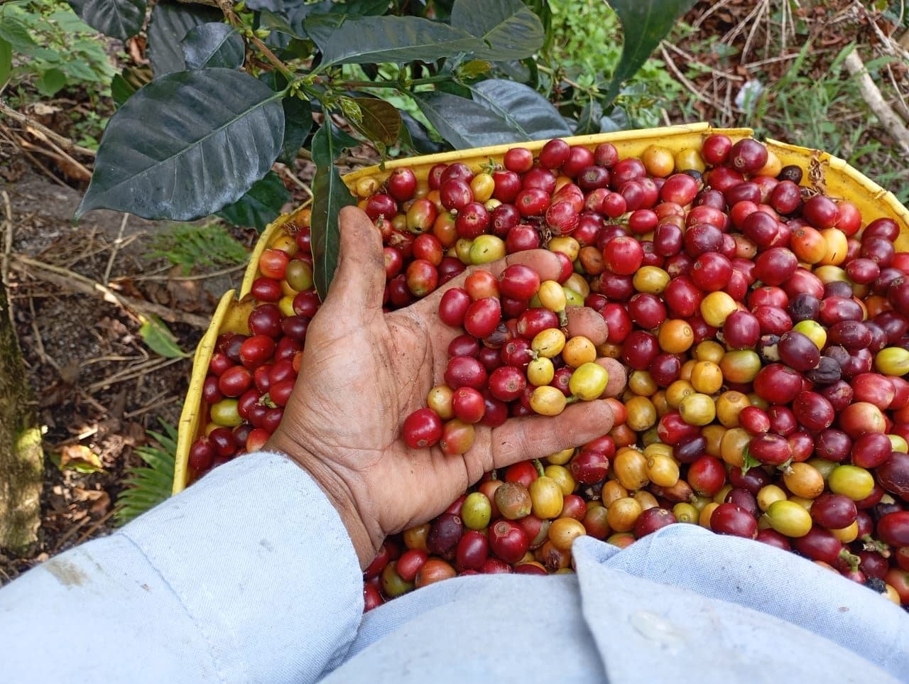 Mano de un caficultor sosteniendo cerezas de café maduras sobre la canasta de recolección