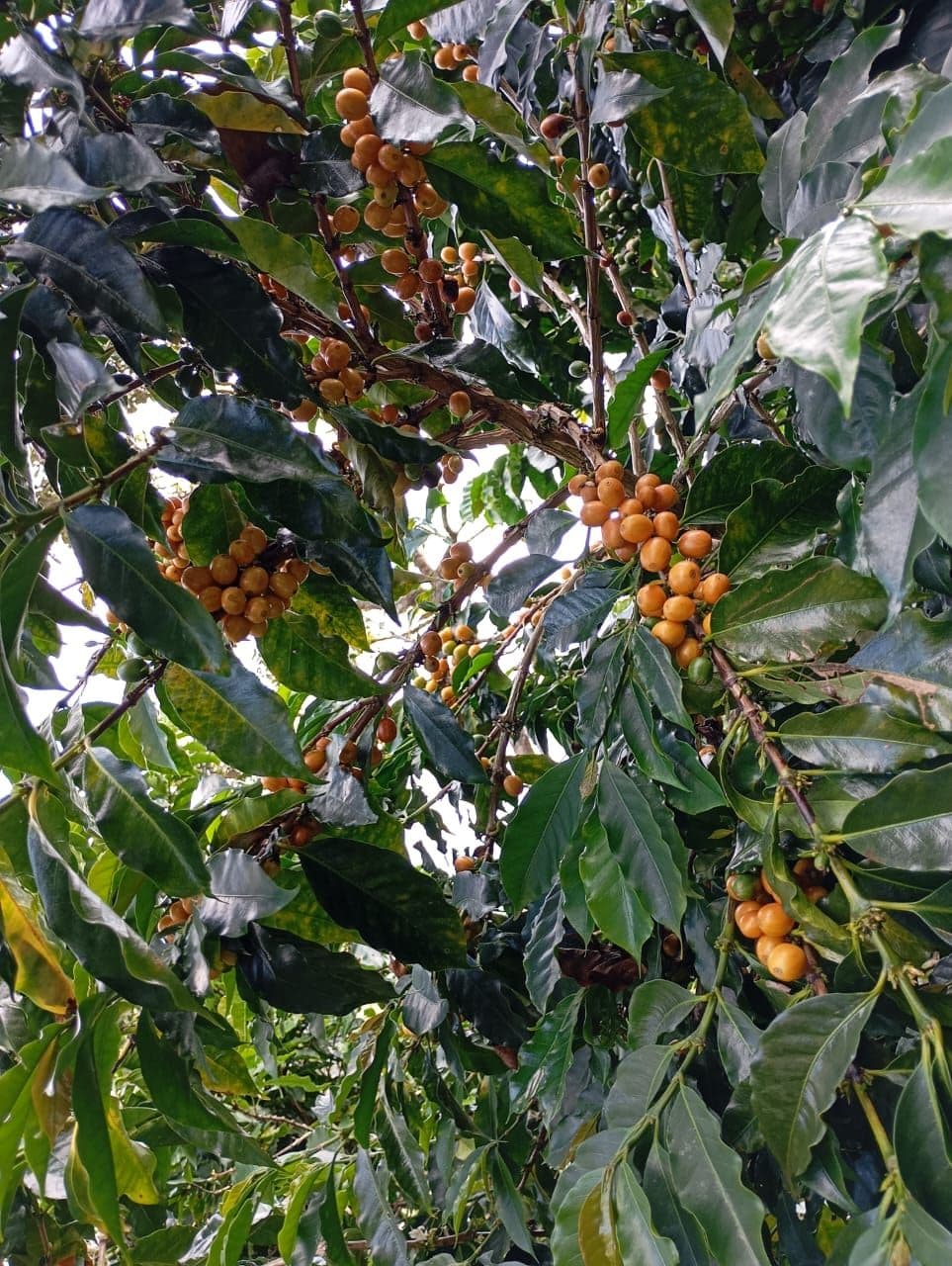 Rama con cerezas amarillas de la variedad de café que cultiva ValenTo Coffee